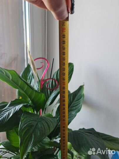 Продам цветы комнатные