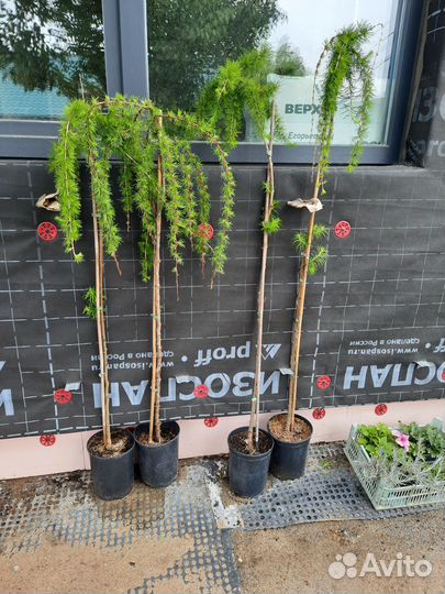 Продам лиственница пендула плакучая на штамбе