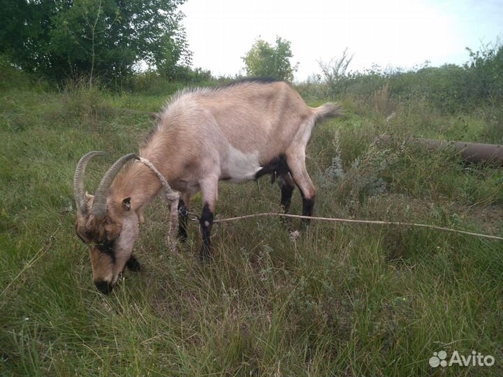 Коза дойная