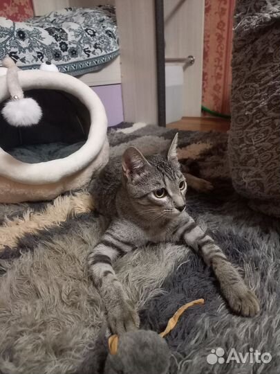 Котенок