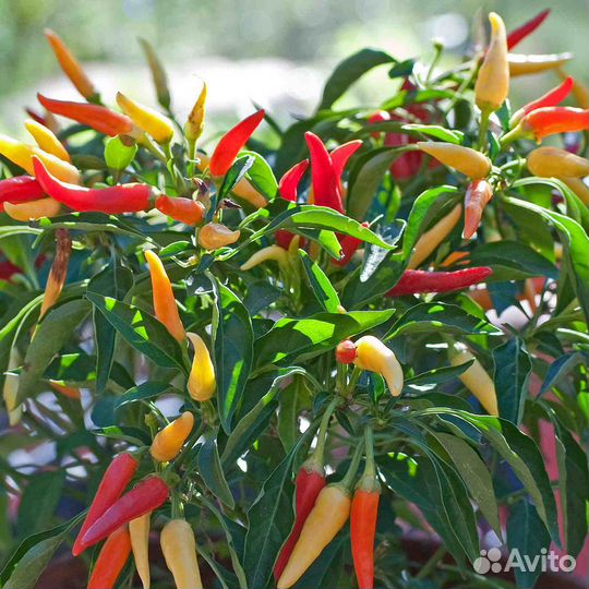 Перцы декоративные острые сьедобные