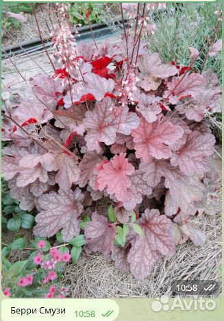Гейхеры сортовые из моего сада