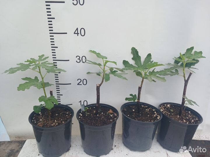 Инжир далматский