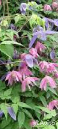 Клематисы княжики