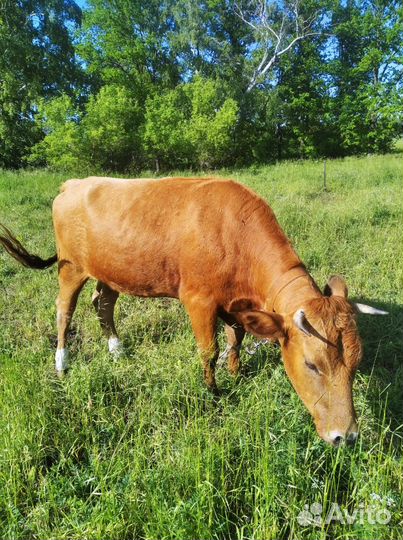 Корова телка