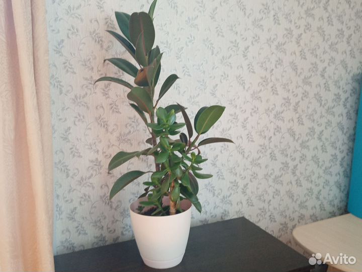 Фикус, с денежным деревом