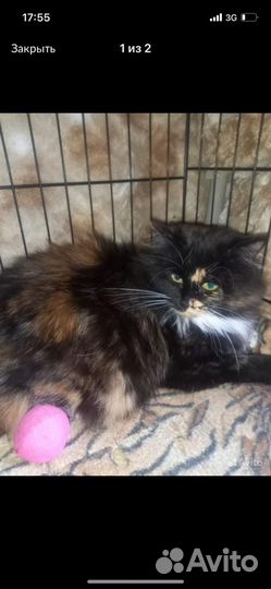 Кошка в надежные любящие руки