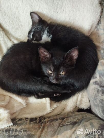 Котята (папа - Вислоухий британский котик)