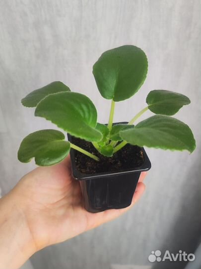 Фиалки сортовые