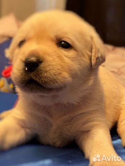 Щенки лабрадора