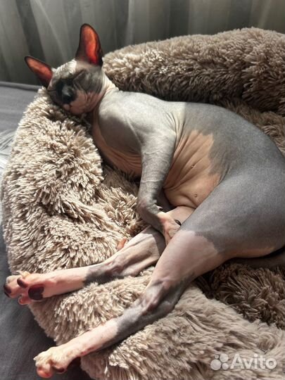 Донской сфинкс ищем невесту