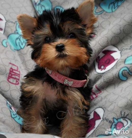 Йоркширский терьер