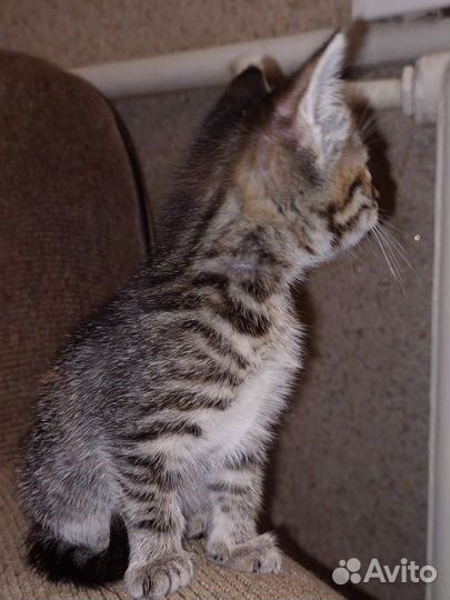 Кошка в дар бесплатно