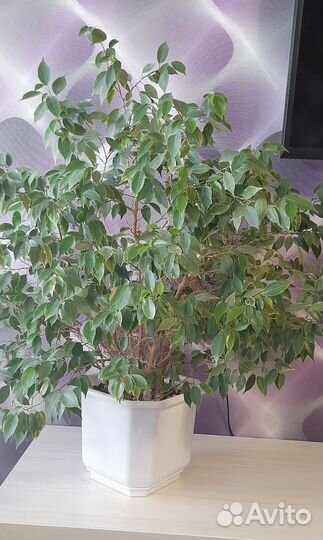 Фикус бенджамина