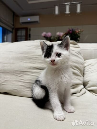 Пасхальные котята в добрые руки