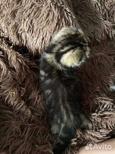 Шотландские котята