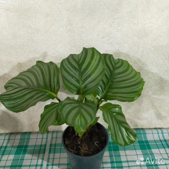 Калатея Орбифолия