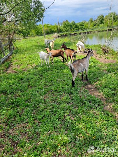 Козы Альпийской и Зааннской пород