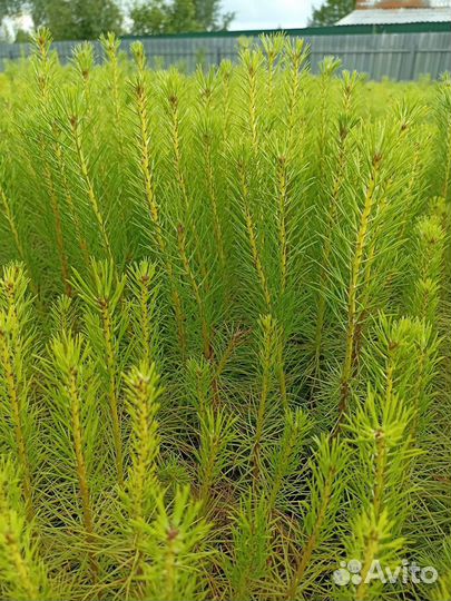 Сосна и Ель зкс