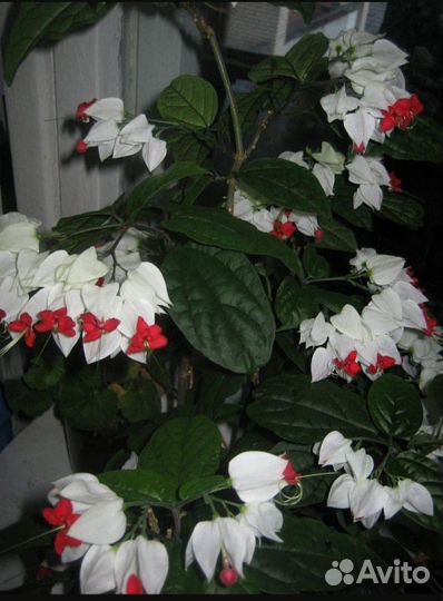 Клеродендрум Томпсон