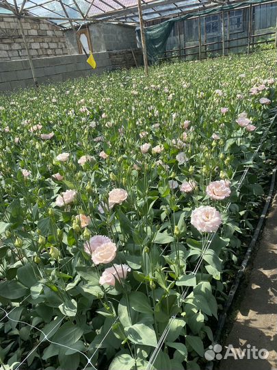 Эустома оптом