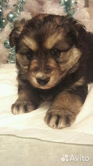 Щенок-плюшевый мишка в добрые руки