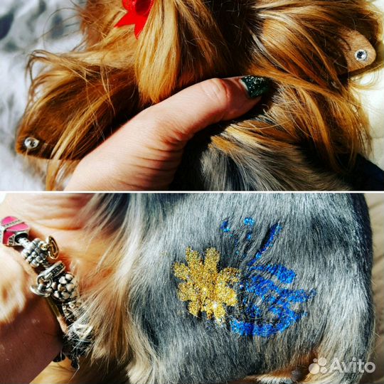 Стрижка йорков, груминг, тримминг