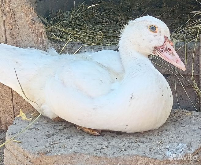 Утята, индюшата