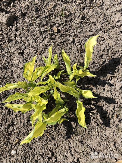 Рассада перцев