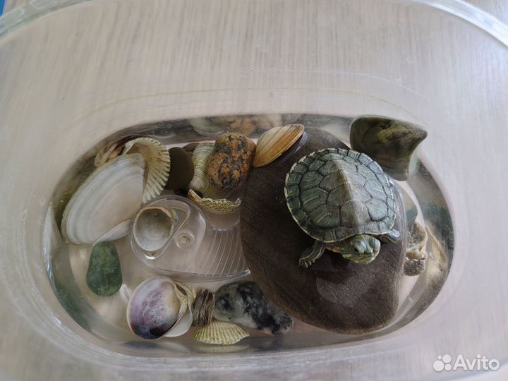 Красноухая черепаха маленькая с аквариумом