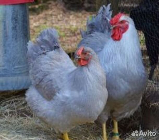 Цыпленок доминант