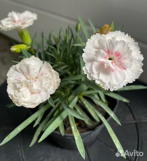 Гвоздика серии Super Trouper многолетняя