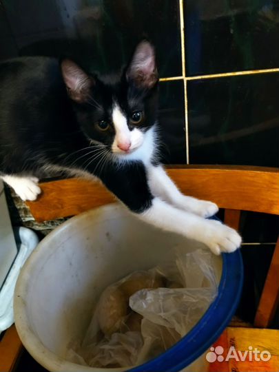 Кошка