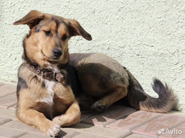 Маленькая собачка