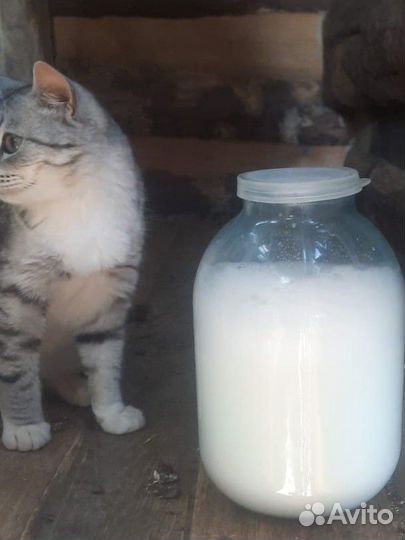 Козье молоко