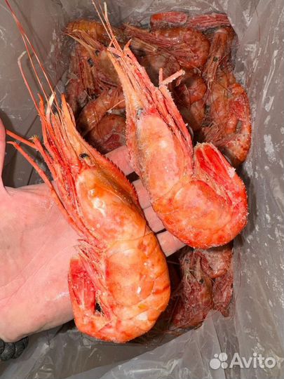 Креветка королевская Ботан Вчера ещё гулял по дну