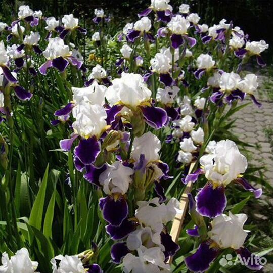 Ирисы бородатые