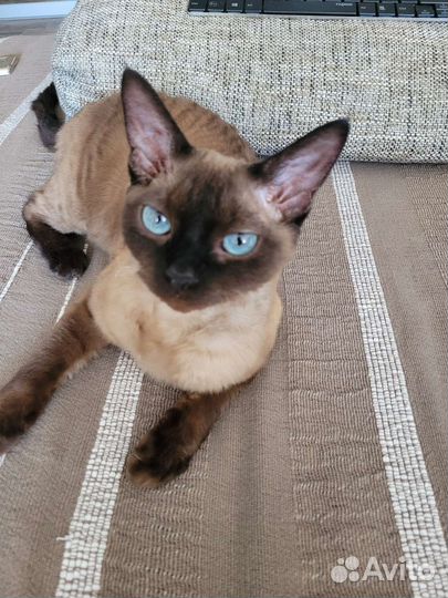 Кошка породы девон рэкс