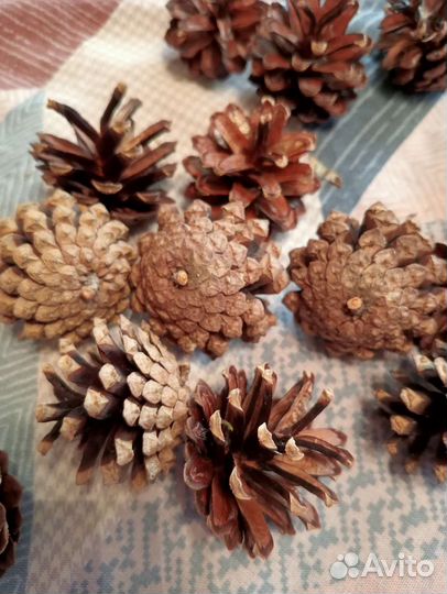 Шишки сосновые