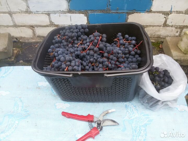 Саженцы сладкого винограда