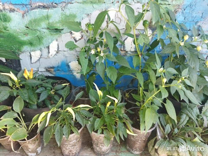 Перец острый