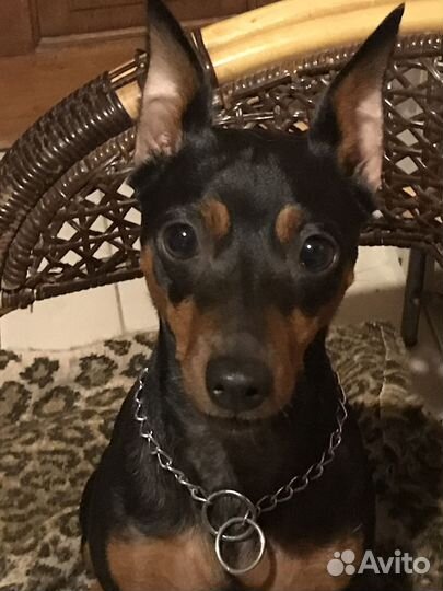 Щенки цвергпинчера