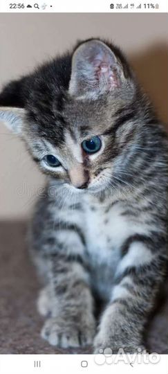 Кошка в дар