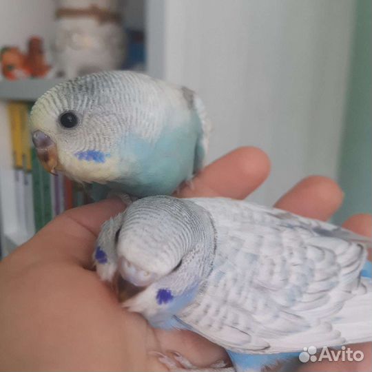 Волнистый попугай ручной