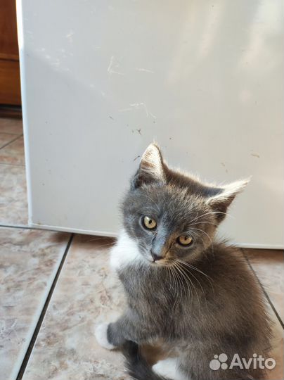 Кот Дворянин Лев