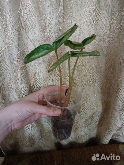 Клещевина рассада