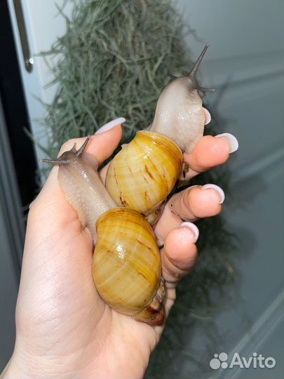 Ахатина Занзибарика