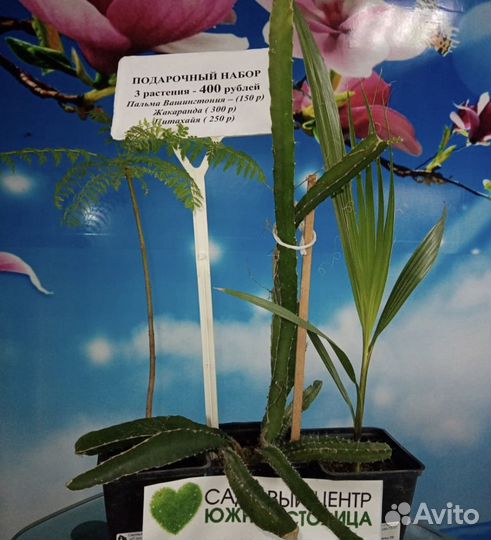 Подарочный набор из редких растений