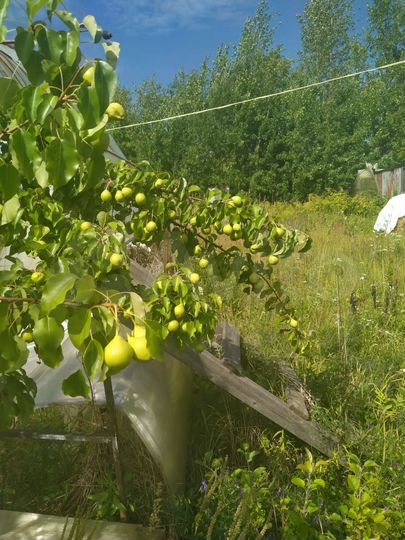 Участок 8 сот. (СНТ, ДНП)