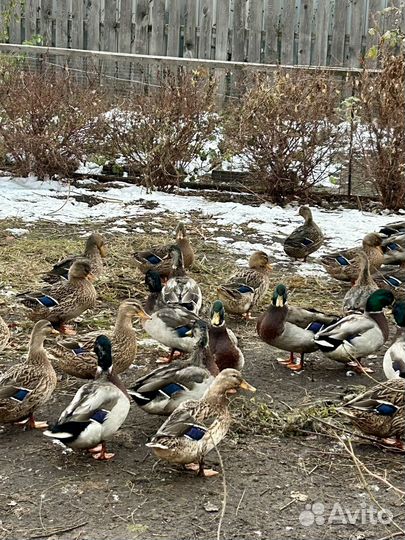 Подсадные утки для охоты